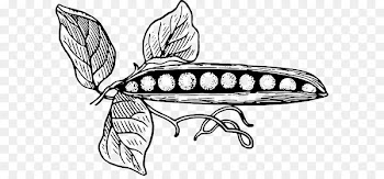 Pea Clip art Pod Image Fruit - pea plant 