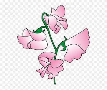 Pea Clipart Sweet Pea - Sweet Pea Flower Clip Art