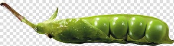 Pea soup Pulseless electrical activity Vegetable Seed, Pea transparent background PNG clipart