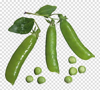 Pea Vegetable , Pea pod and peas transparent background PNG clipart