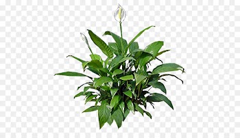 Peace lily Houseplant Flower Lilium candidum - lily 