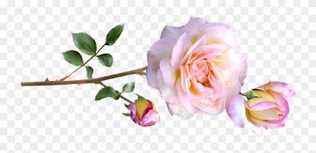 Peace Rose