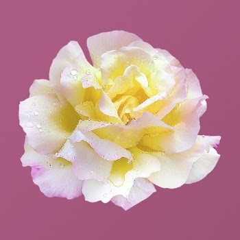 Peace rose, flower collage element | Free PSD - rawpixel