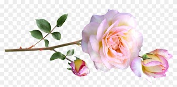 Peace Rose, Stem, Flowers - Rose
