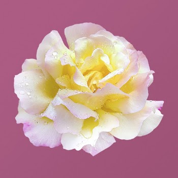 Peace rose, yellow and pink | Free Photo - rawpixel