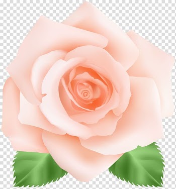 Peach and green rose art, Garden roses Centifolia roses Pink Floribunda, Peach Rose transparent background PNG clipart