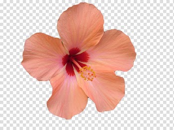 Peach and red hibiscus flower illustration, Flower Hibiscus .xchng , Pink hibiscus flower transparent background PNG clipart