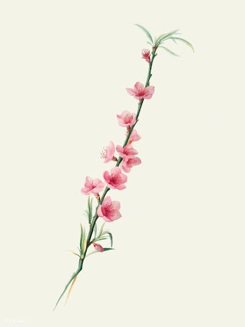 Peach blossoms from Pomona Italiana (1817 - 1.. | Free stock vector - 487973