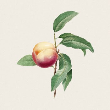 Peach branch clipart, vintage fruit | Free Photo - rawpixel