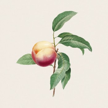 Peach branch clipart, vintage fruit | Free PSD - rawpixel