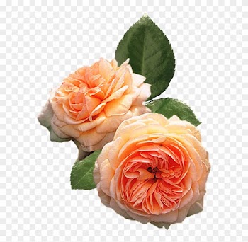 Пионы - Peach Climbing Rose