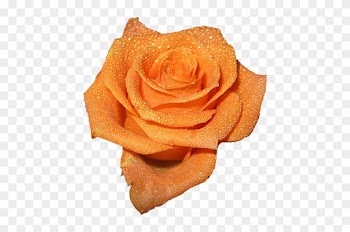 Peach Colored Rose Clipart - Peach Rose