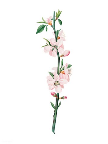 Peach Flower from Pomona Italiana (1817 - 183.. | Free stock vector - 488022