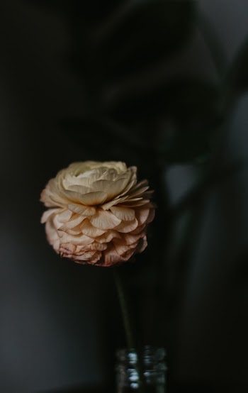 Peach Flower in Vase