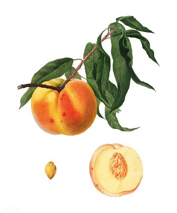 Peach from Pomona Italiana (1817-1839) by Gio.. | Free stock vector - 487809