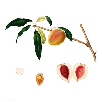 Peach from Pomona Italiana (1817-1839) by Gio.. | Free stock vector - 487827