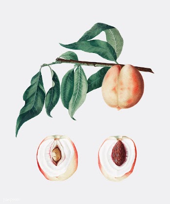 Peach from Pomona Italiana (1817-1839) by Gio.. | Free stock vector - 487832