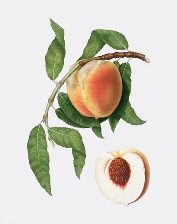 Peach from Pomona Italiana (1817-1839) by Gio.. | Free stock vector - 487902