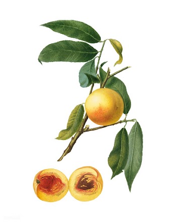 Peach from Pomona Italiana (1817-1839) by Gio.. | Free stock vector - 487909