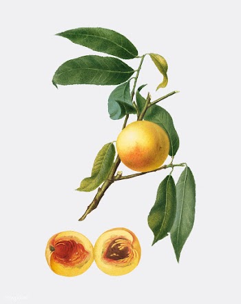 Peach from Pomona Italiana (1817-1839) by Gio.. | Free stock vector - 487914
