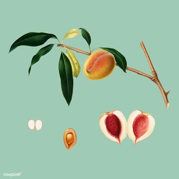 Peach from Pomona Italiana (1817-1839) by Gio.. | Free stock vector - 487940