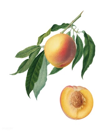 Peach from Pomona Italiana (1817-1839) by Gio.. | Free stock vector - 487968