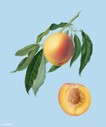 Peach from Pomona Italiana (1817-1839) by Gio.. | Free stock vector - 487975