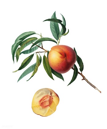 Peach from Pomona Italiana (1817-1839) by Gio.. | Free stock vector - 487989