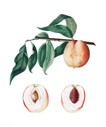 Peach from Pomona Italiana (1817-1839) by Gio.. | Free stock vector - 487996