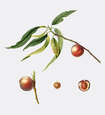 Peach from Pomona Italiana (1817-1839) by Gio.. | Free stock vector - 488012