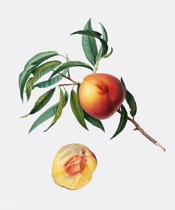 Peach from Pomona Italiana (1817-1839) by Gio.. | Free stock vector - 488042