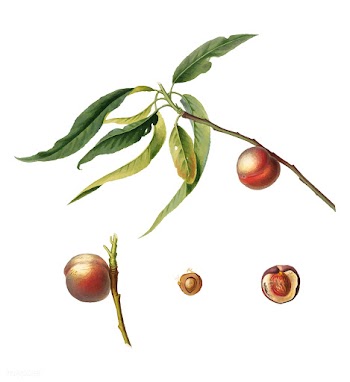 Peach from Pomona Italiana (1817-1839) by Gio.. | Free stock vector - 488047