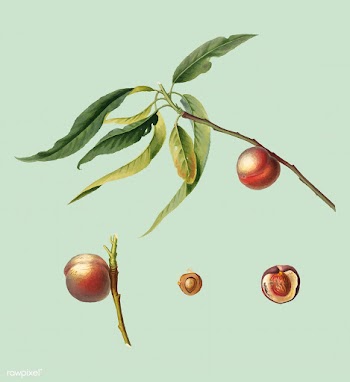 Peach from Pomona Italiana (1817-1839) by Gio.. | Free stock vector - 488052