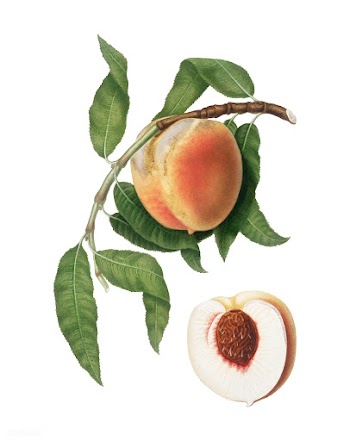 Peach from Pomona Italiana (1817-1839) by Gio.. | Free stock vector - 488062