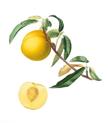 Peach from Pomona Italiana (1817-1839) by Gio.. | Free stock vector - 488111