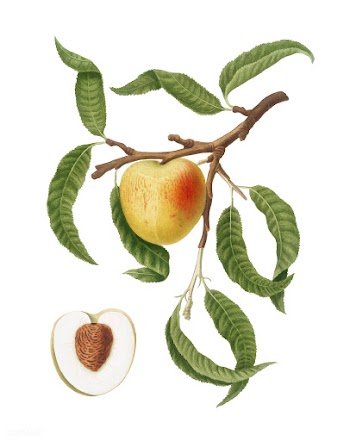 Peach from Pomona Italiana (1817-1839) by Gio.. | Free stock vector - 488122
