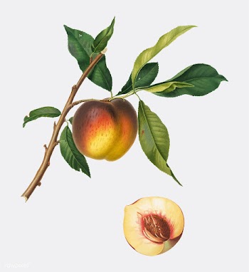 Peach from Pomona Italiana (1817-1839) by Gio.. | Free stock vector - 488182