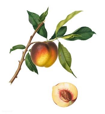 Peach from Pomona Italiana (1817-1839) by Gio.. | Free stock vector - 488193