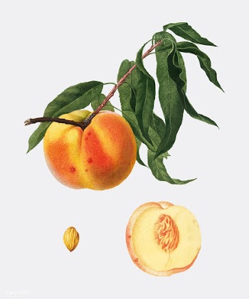 Peach from Pomona Italiana illustration | Free stock vector - 487791