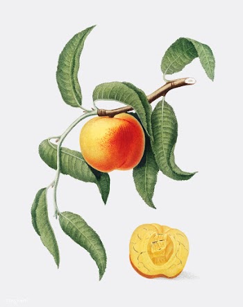Peach from Pomona Italiana illustration | Free stock vector - 487824