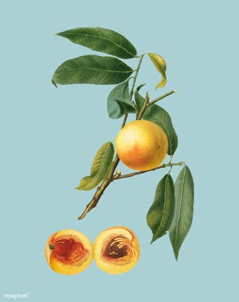Peach from Pomona Italiana illustration | Free stock vector - 487897