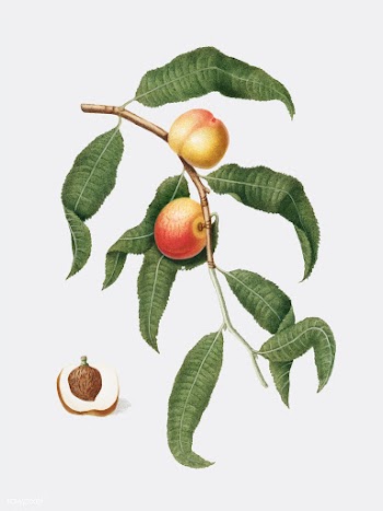 Peach from Pomona Italiana illustration | Free stock vector - 487942