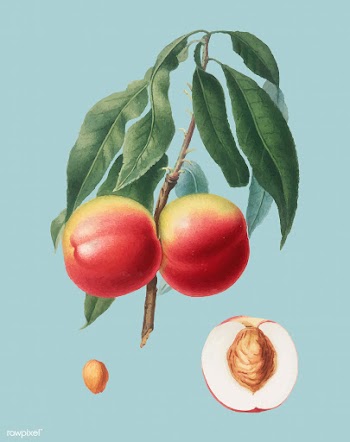 Peach from Pomona Italiana illustration | Free stock vector - 487956