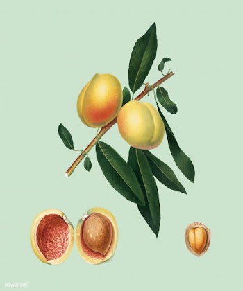 Peach from Pomona Italiana illustration | Free stock vector - 487969