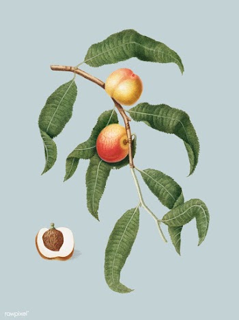 Peach from Pomona Italiana illustration | Free stock vector - 488008