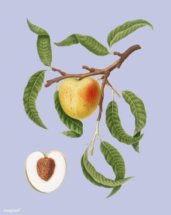 Peach from Pomona Italiana illustration | Free stock vector - 488099