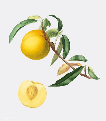 Peach from Pomona Italiana illustration | Free stock vector - 488102