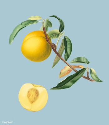 Peach from Pomona Italiana illustration | Free stock vector - 488149