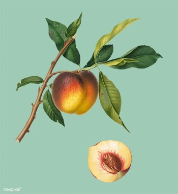 Peach from Pomona Italiana illustration | Free stock vector - 488210