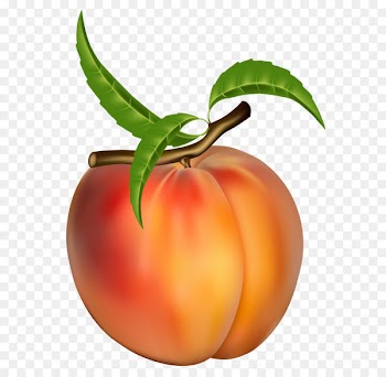 Peach Fruit Apricot Clip art - Peach Transparent PNG Clipart Picture 